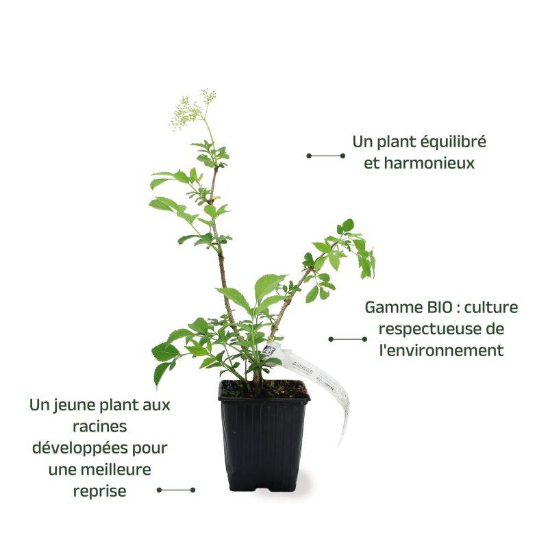 Sureau noir 'Korsor' BIO (Sambucus nigra 'Korsor') - Godet 9cm - Pépinières Naudet - Image 3