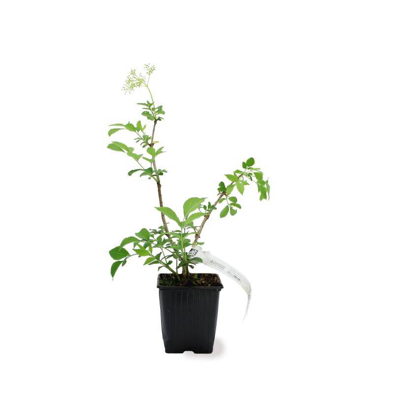 Sureau noir 'Korsor' BIO (Sambucus nigra 'Korsor') - Godet 9cm - Pépinières Naudet - Image 2