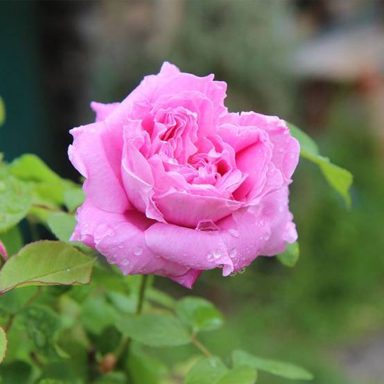 Rosier 'Pink Voluptia' ® - Conteneur 3L - Pépinières Naudet