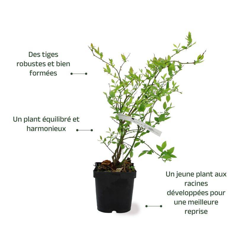 Myrtille ivanoe - Conteneur 1,5L - Pépinières Naudet - Image 3