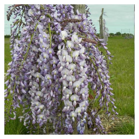 Glycine du Japon Lawrence à fleurs Blanche - feuillage Caduc - Godet - 5/10 cm- hauteur à maturité De 5,00 m à 10,00 m - Image 3