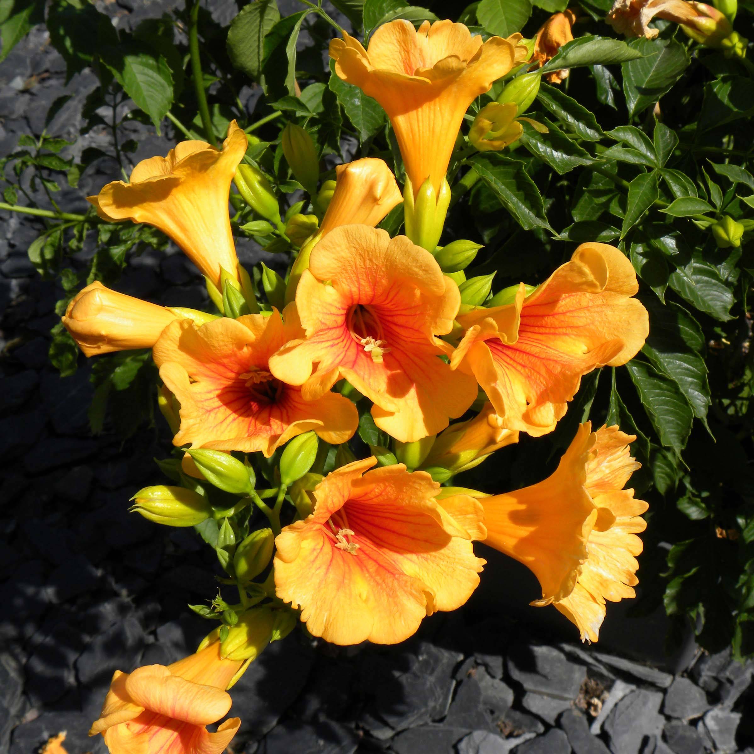 Bignone - Campsis tagliabuana Summer Jazz Gold Pot de 2L/3L