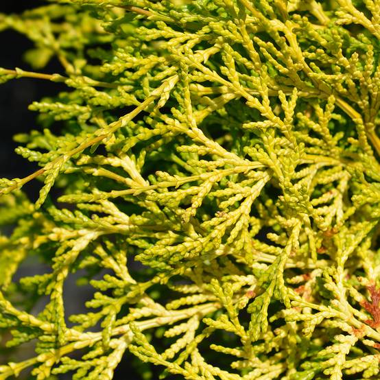 Chamaecyparis obtusa Kamarachiba - Faux cyprès hinoki du Japon Pot de 2L/3L - Image 1
