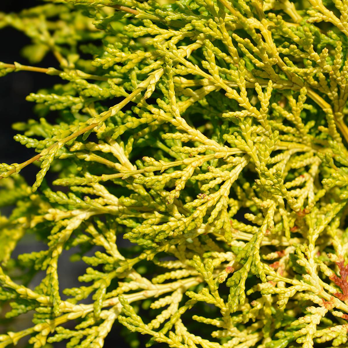 Chamaecyparis obtusa Kamarachiba - Faux cyprès hinoki du Japon                Pot de 2L/3L - Image 1