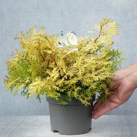 Chamaecyparis obtusa Kamarachiba - Faux cyprès hinoki du Japon Pot de 2L/3L - Image 2