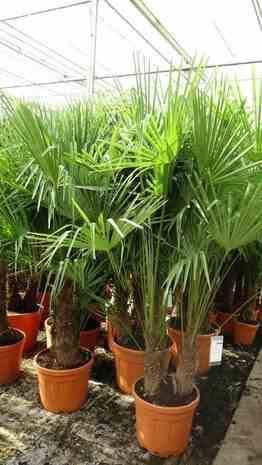 Sans Marque - Trachycarpus fortunei SPECIMEN GRANDE TAILLE (palmier chanvre) Couleur floraison:jaune - Taille:Multi troncs 45L - total 140/160cm - Image 4