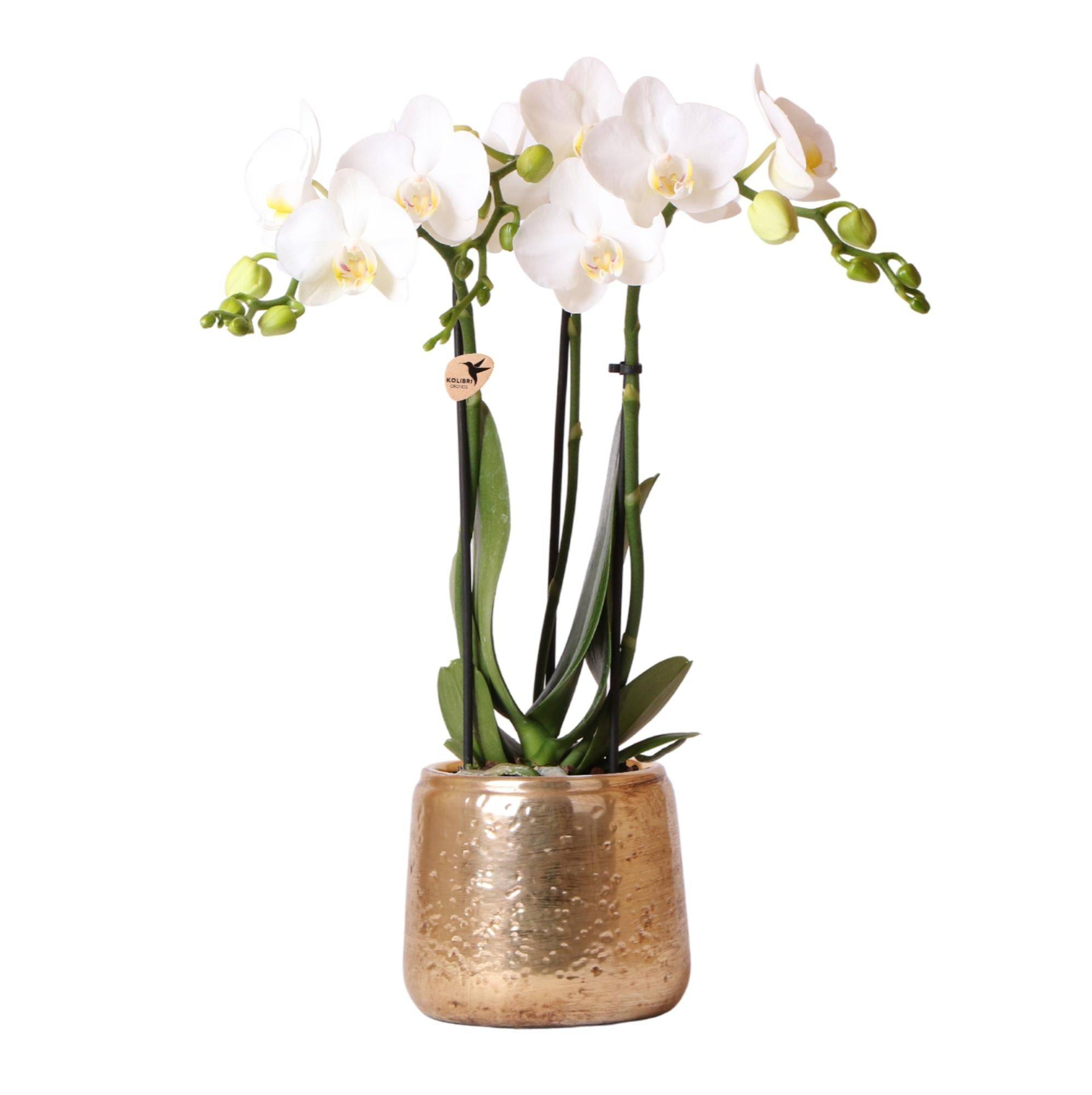 Orchidée Phalaenopsis 'Amabilis' blanche + cache-pot doré chic - Pot de 9cm - Hauteur 40 cm - Plantes d'intérieur - Image 1
