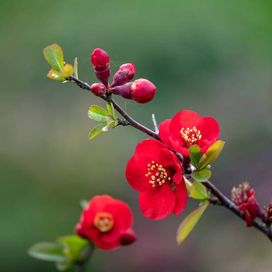 Promesse de Fleurs - Chaenomeles superba Nicoline - Chaenomeles superba Godet de 8/9 cm - Image 1