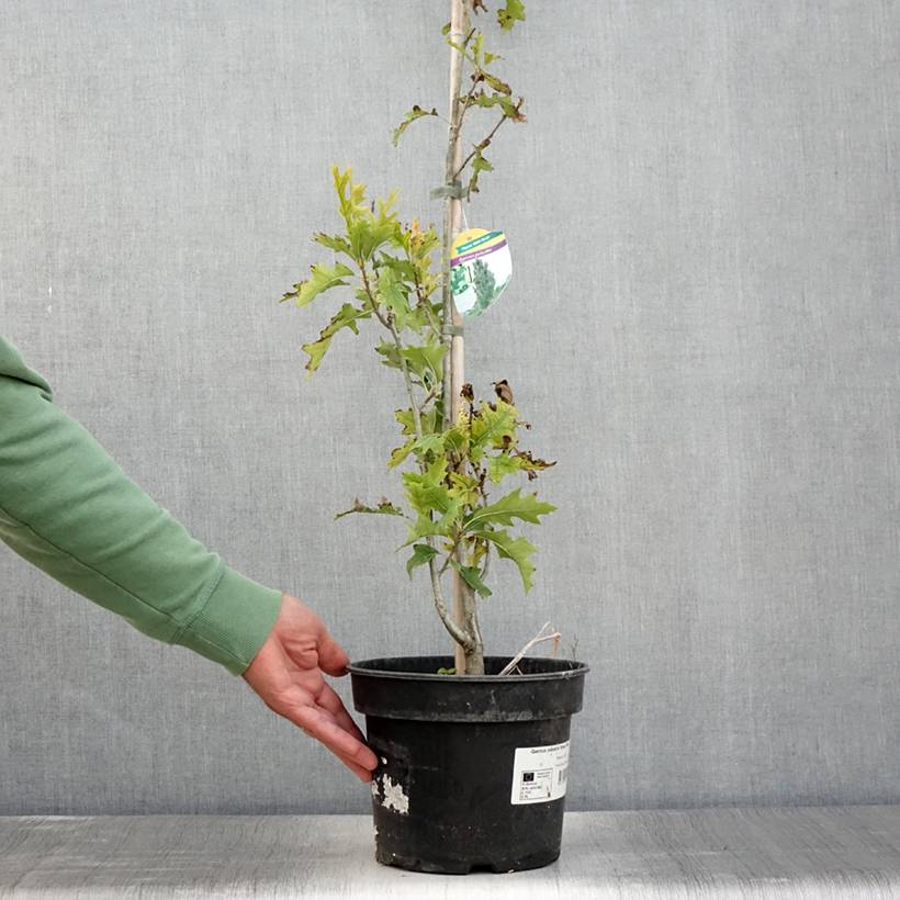 Promesse de Fleurs - Chêne des marais - Quercus palustris Green Pillar Pot de 4L/5L - Image 2
