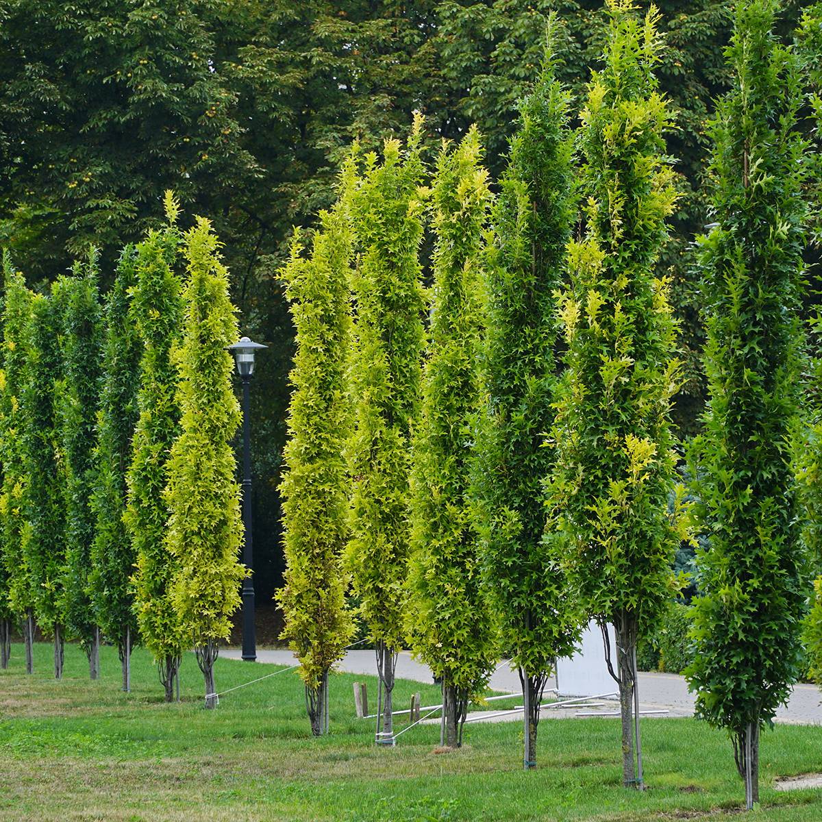 Promesse de Fleurs - Chêne des marais - Quercus palustris Green Pillar Pot de 4L/5L
