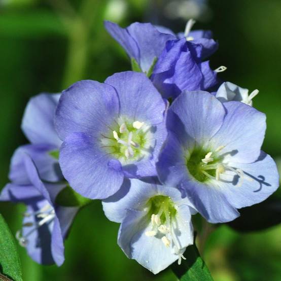 Polemonium reptans - Valériane grecque rampante Godet de 8/9 cm