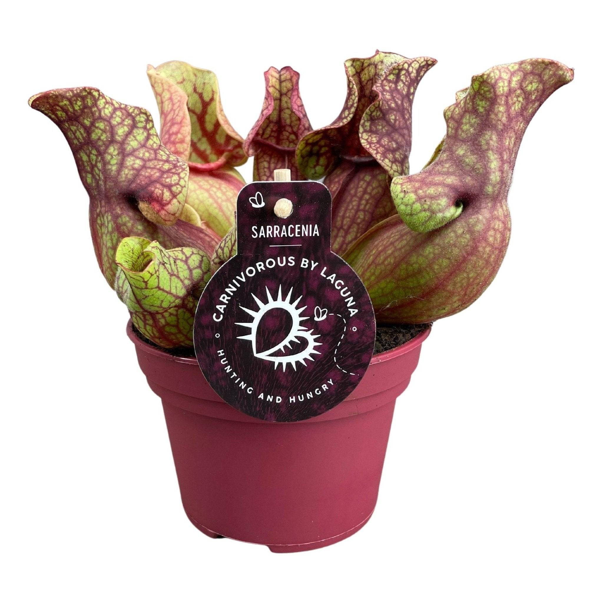Sarracenia Venosa 20cm - Plante d'intérieur- La Green Touch