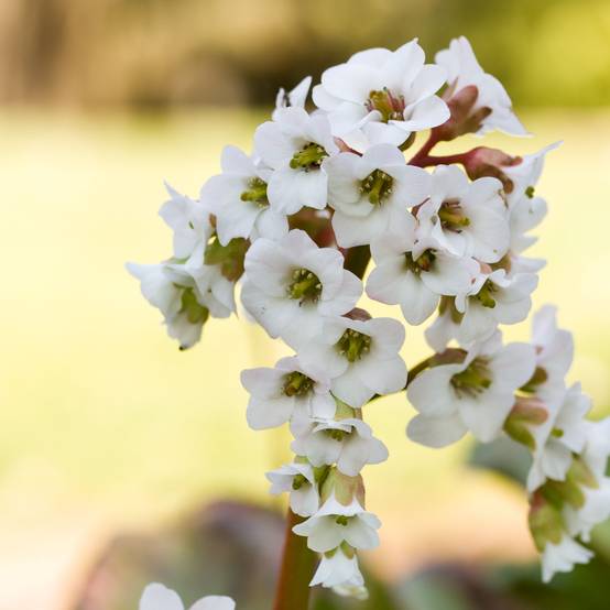 Bergenia Bressingham White Godet de 8/9 cm