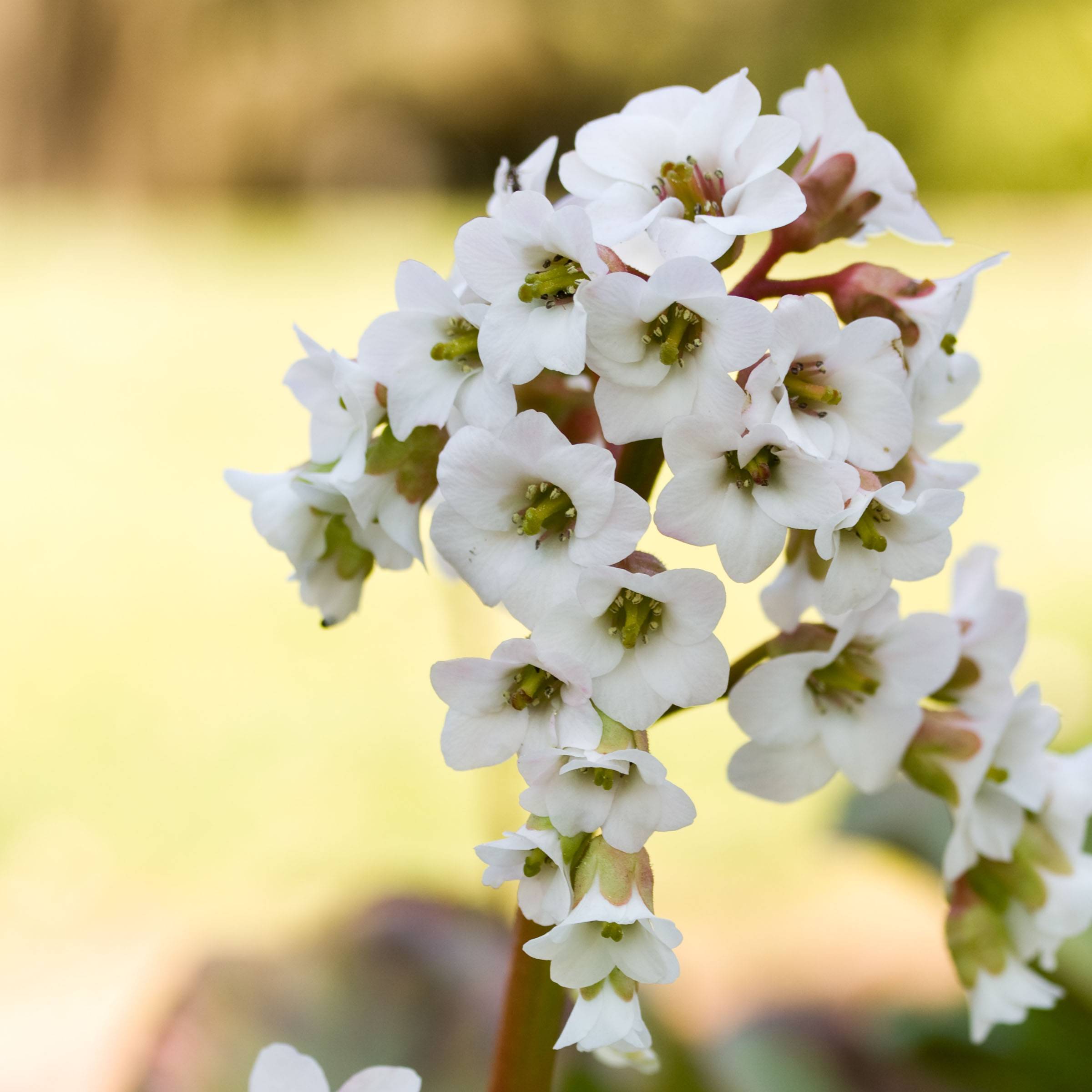 Bergenia Bressingham White Godet de 8/9 cm