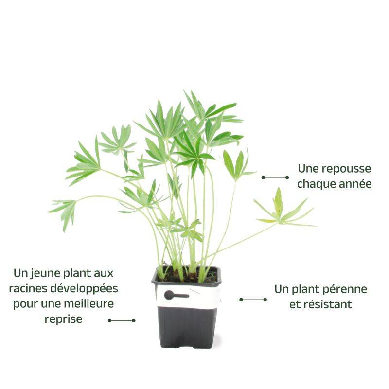 3 Lupins 'Noble Maiden' (Lupinus 'Noble Maiden') - Lot de 3 vivaces - Pépinières Naudet - Image 3