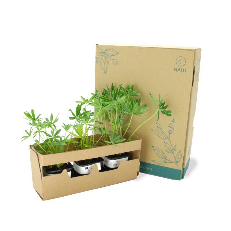 3 Lupins 'Noble Maiden' (Lupinus 'Noble Maiden') - Lot de 3 vivaces - Pépinières Naudet - Image 5