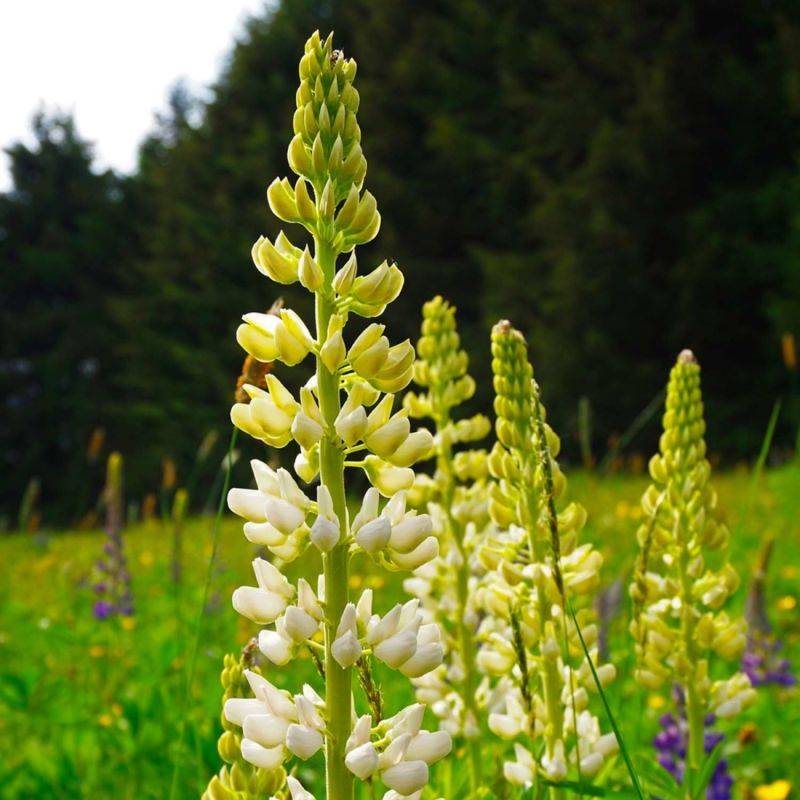 3 Lupins 'Noble Maiden' (Lupinus 'Noble Maiden') - Lot de 3 vivaces - Pépinières Naudet - Image 1
