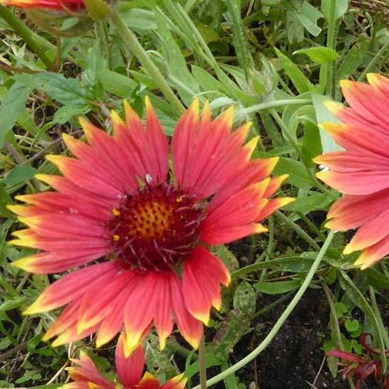 Gaillarde Tokayer Godet de 8/9 cm