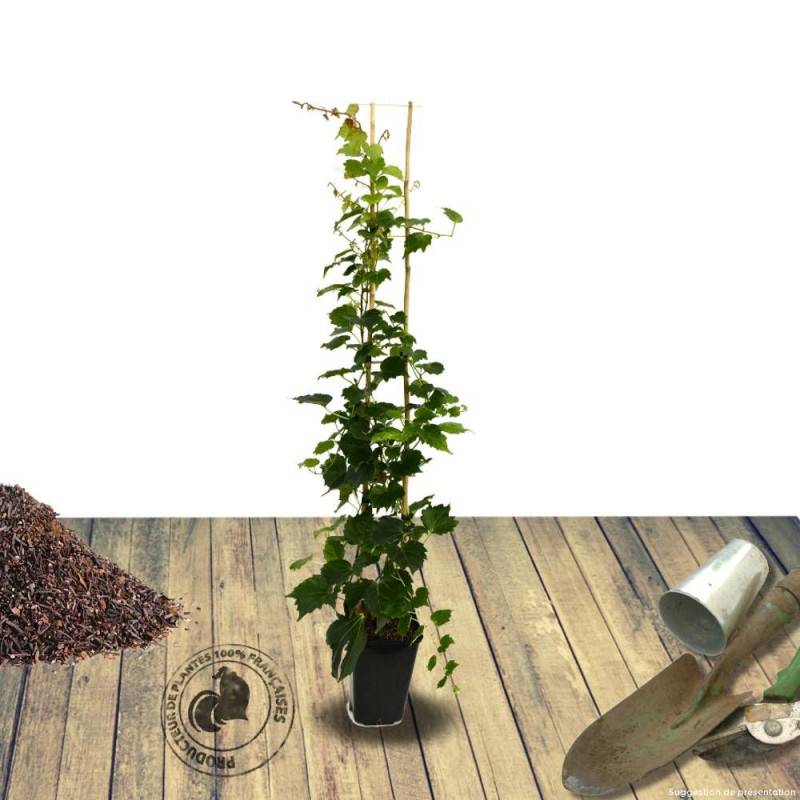 Vigne Vierge veitchii Robusta - Pot de 3L - Echelle bambou 60/120 cm - Image 3