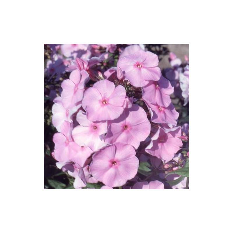 Phlox paniculé Elizabeth Arden à fleurs Rose/Rouge - feuillage Caduc - Godet - 5/20 cm - Image 1