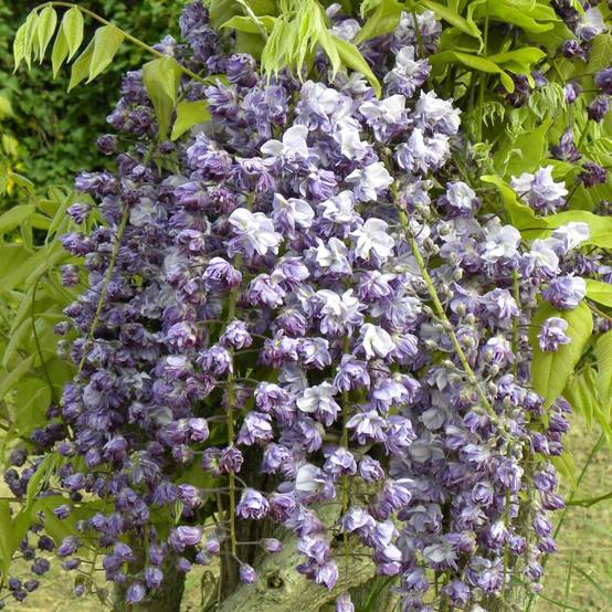 Glycine du Japon Violacea Plena à fleurs Violette - feuillage Caduc - Pot de 3L - Echelle bambou 60/120 cm- hauteur à maturité De 5,00 m à 10,00 m - Image 1