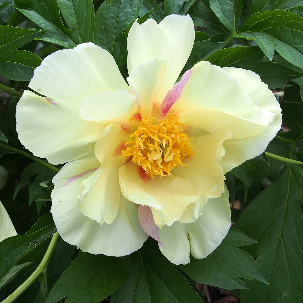 Pivoine itoh Viking Full Moon  Pot de 3L/4L