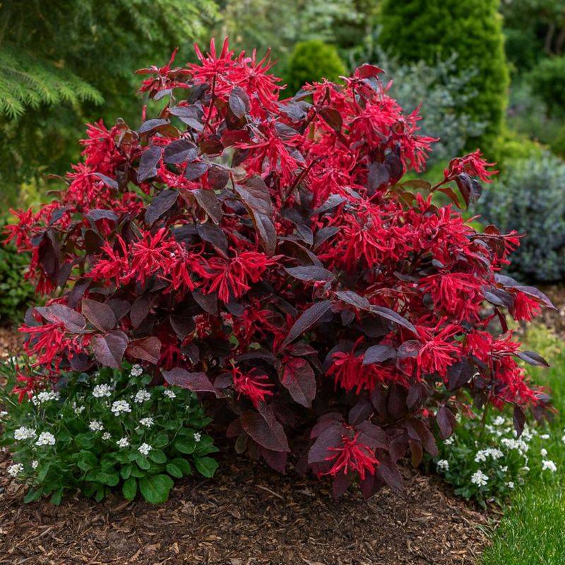 Loropétale de Chine 'Ever Red' (Loropetalum chinense 'Ever Red') - Godet 9cm - Pépinières Naudet