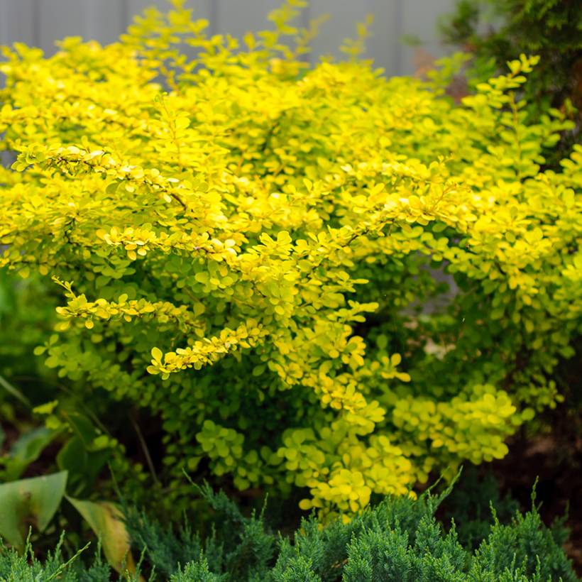 Berberis thunbergii Aurea - Epine-vinette Godet de 8/9 cm