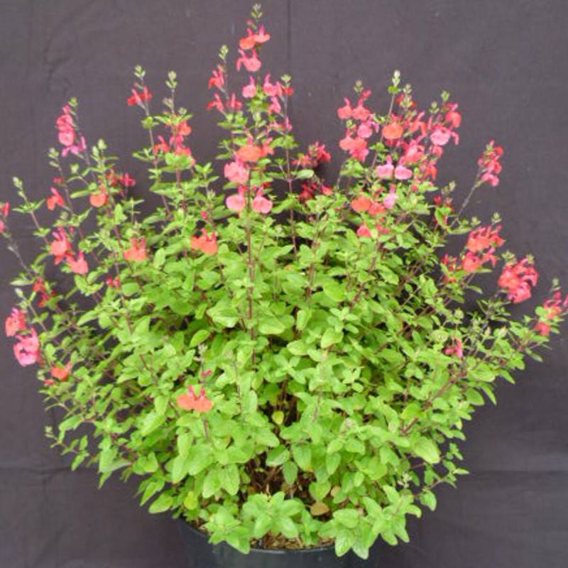 Sauge de Graham, Sauge grahamii à fleurs Rouge - feuillage Caduc - Pot de 3L - 20/40 cm- hauteur à maturité De 0,50 m à 1,00 m - Image 2