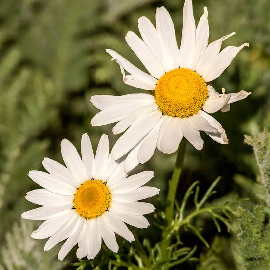 Promesse de Fleurs - Arctanthemum arcticum - Chrysanthème de l'arctique Godet de 8/9 cm