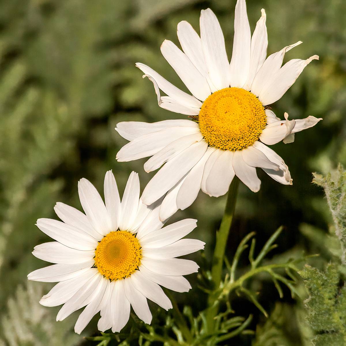 Promesse de Fleurs - Arctanthemum arcticum - Chrysanthème de l'arctique Godet de 8/9 cm