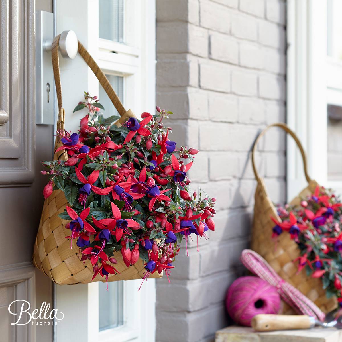 Fuchsia Bella Sacha Pot de 12 cm / 13 cm