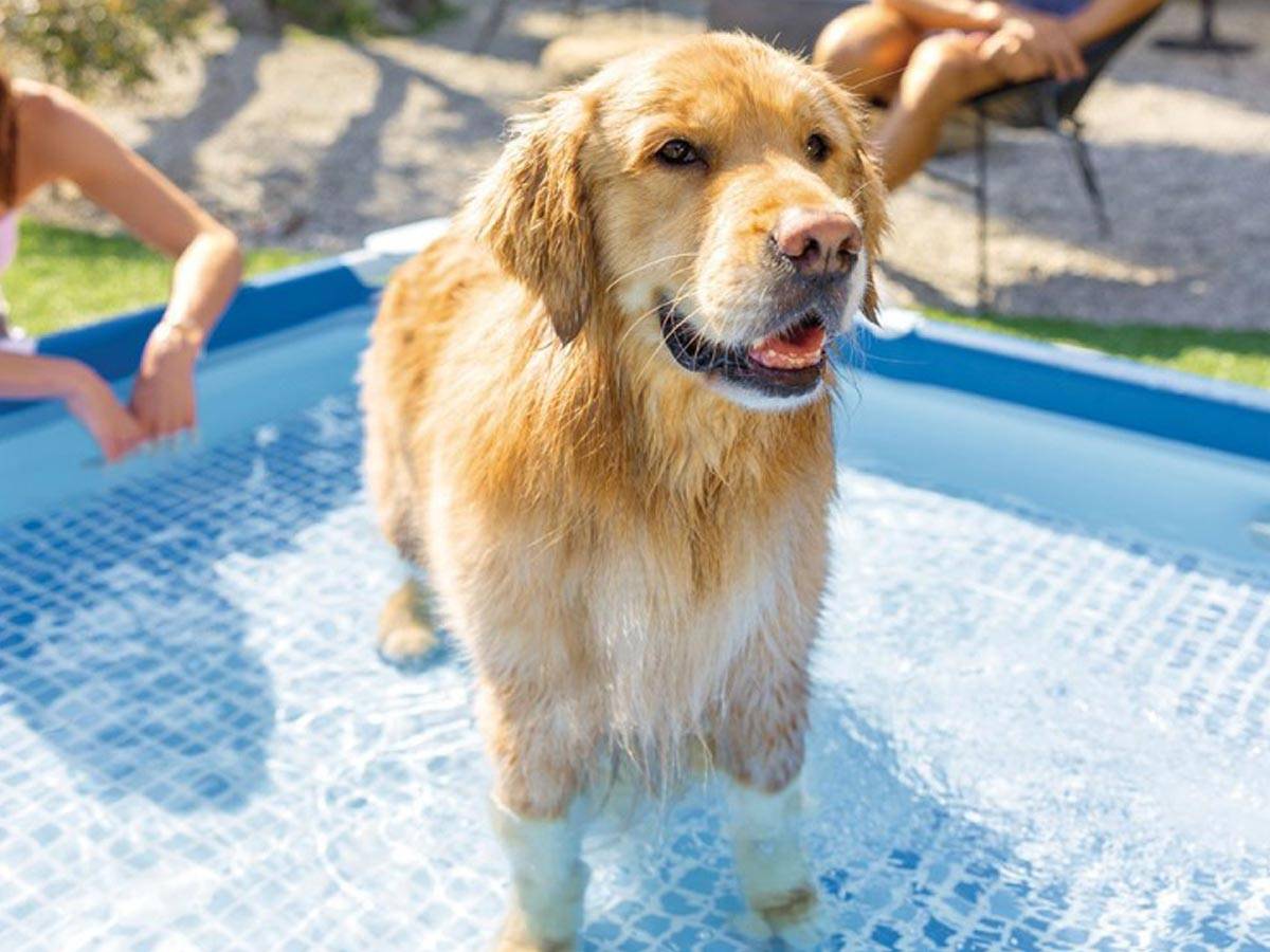 Piscine tubulaire carrée pour animaux - Intex - Image 6
