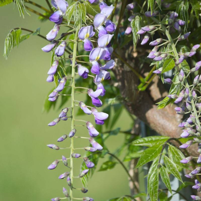 Glycine du Japon Premature à fleurs Bleue - feuillage Caduc - Pot de 1,5L - Tuteur bambou 30/60 cm-  hauteur à maturité De 5,00 m à 10,00 m - Image 1