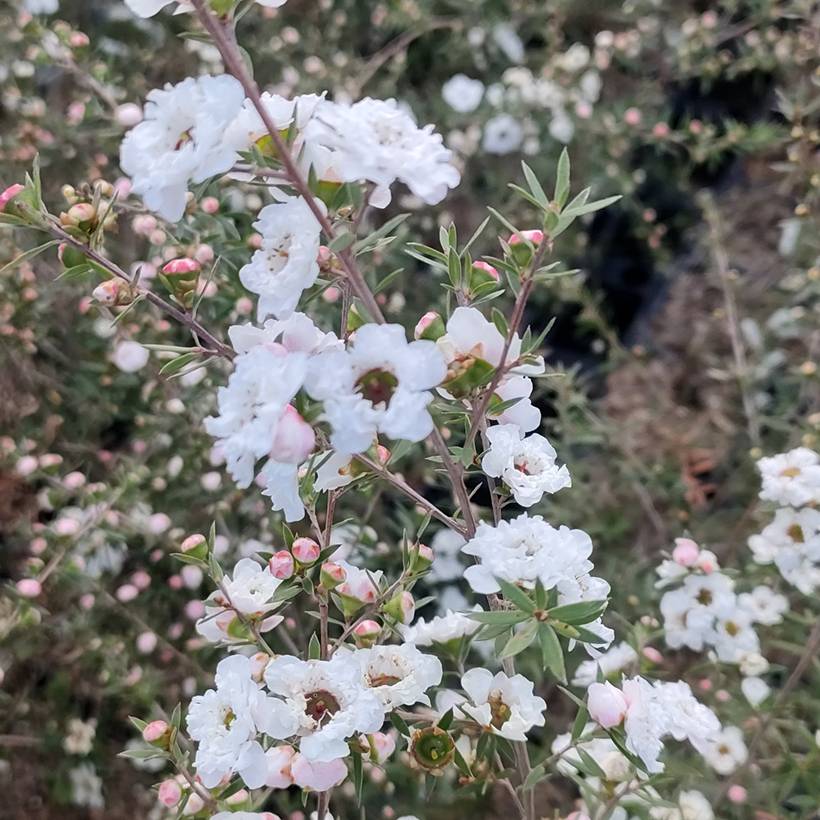 Promesse de Fleurs - Leptospermum scoparium Snow Flurry - Arbre à thé de Nouvelle-Zélande Godet de 8/9 cm