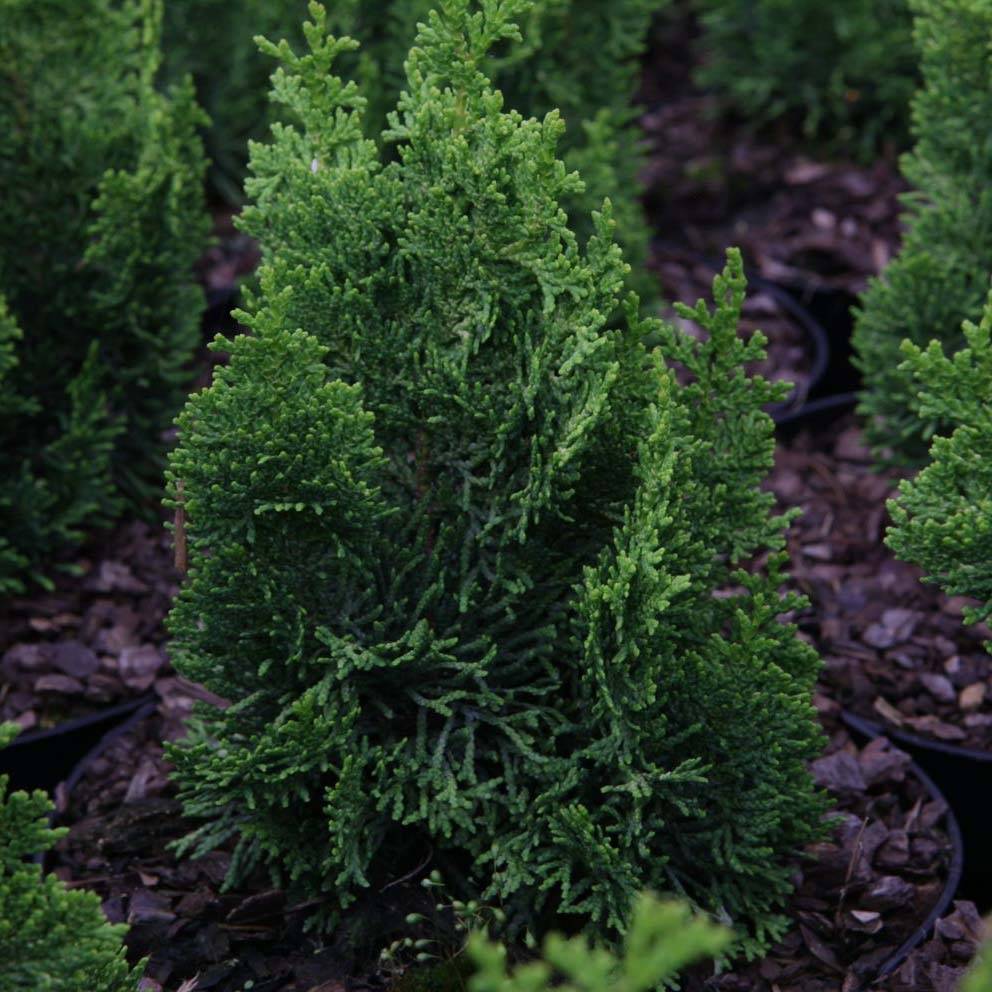 Cyprès hinoki du Japon - Chamaecyparis obtusa Meroki Twin Pot de 2L/3L - Image 1