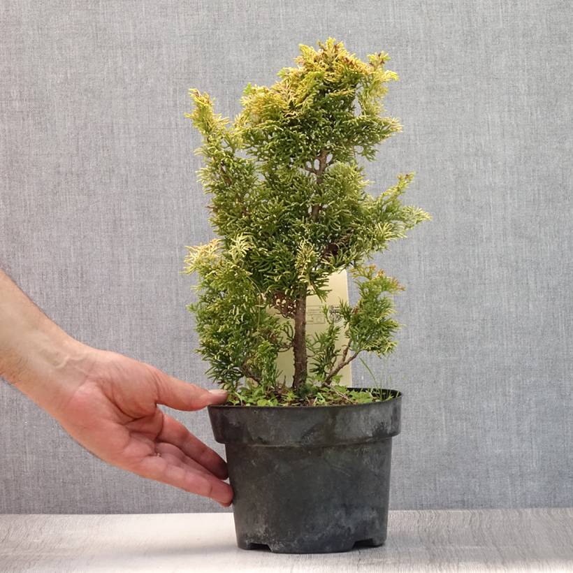 Cyprès hinoki du Japon - Chamaecyparis obtusa Meroki Twin Pot de 2L/3L - Image 2