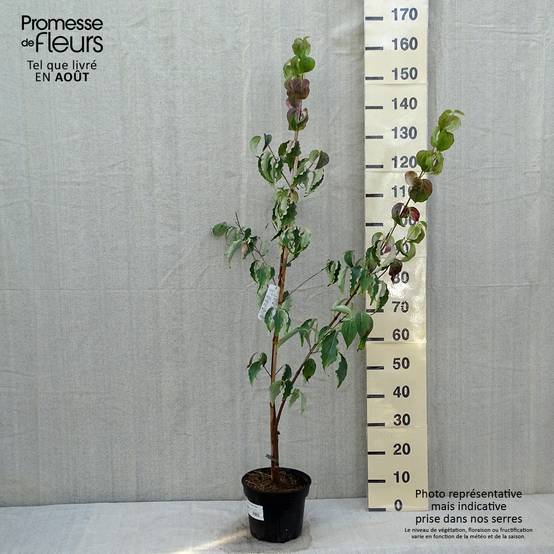 Promesse de Fleurs - Cornus kousa Weisse Fontaine - Cornouiller du Japon Pot de 3L/4L - Image 2
