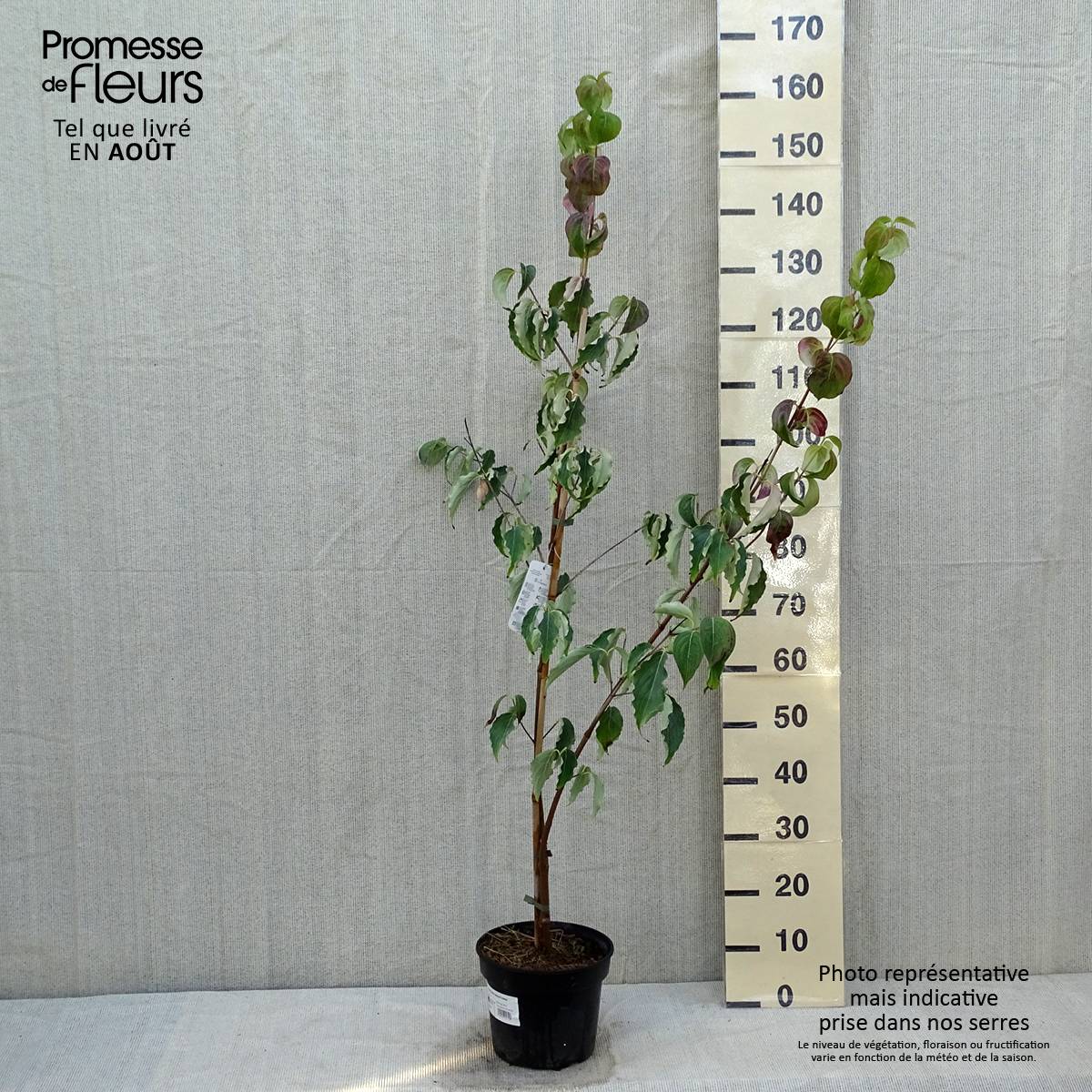 Promesse de Fleurs - Cornus kousa Weisse Fontaine - Cornouiller du Japon Pot de 3L/4L - Image 2