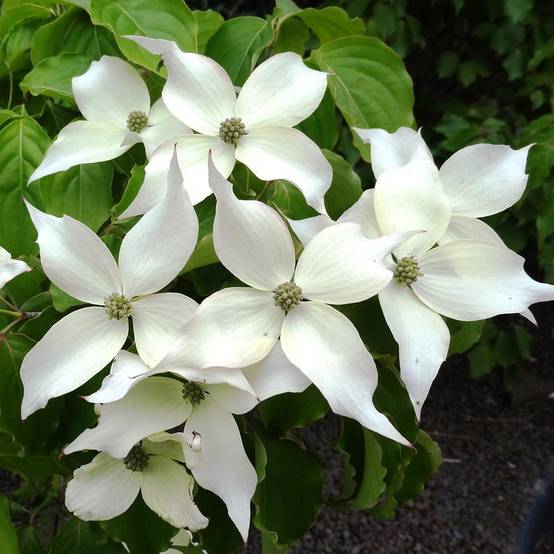Promesse de Fleurs - Cornus kousa Weisse Fontaine - Cornouiller du Japon Pot de 3L/4L - Image 1