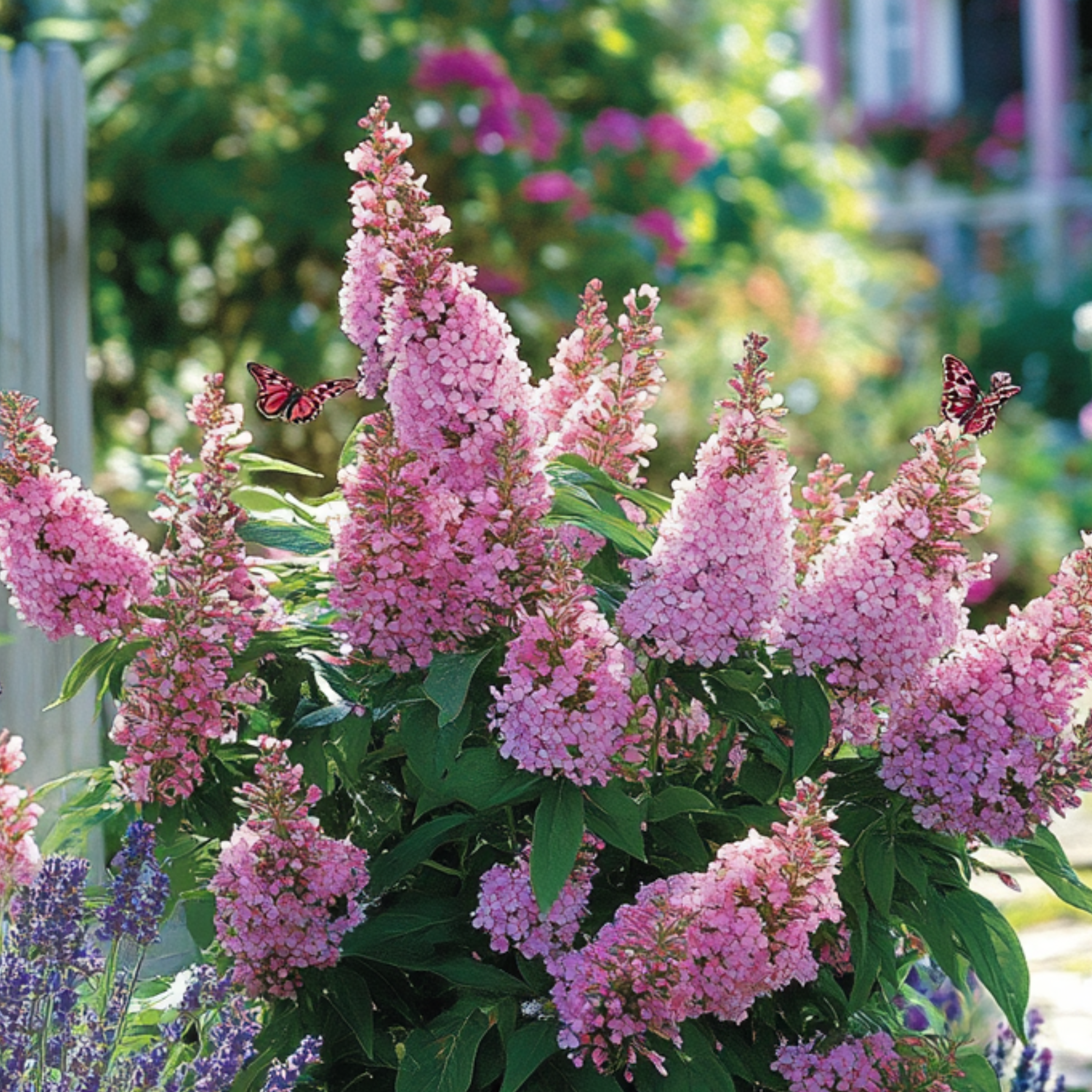 Arbre à papillons - Buddleja davidii 'Candy' - Hauteur 30-40cm - ⌀19cm - Image 2