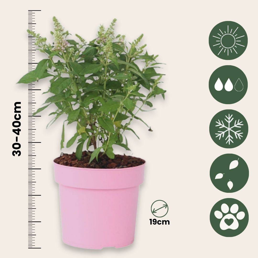 Arbre à papillons - Buddleja davidii 'Candy' - Hauteur 30-40cm - ⌀19cm - Image 5