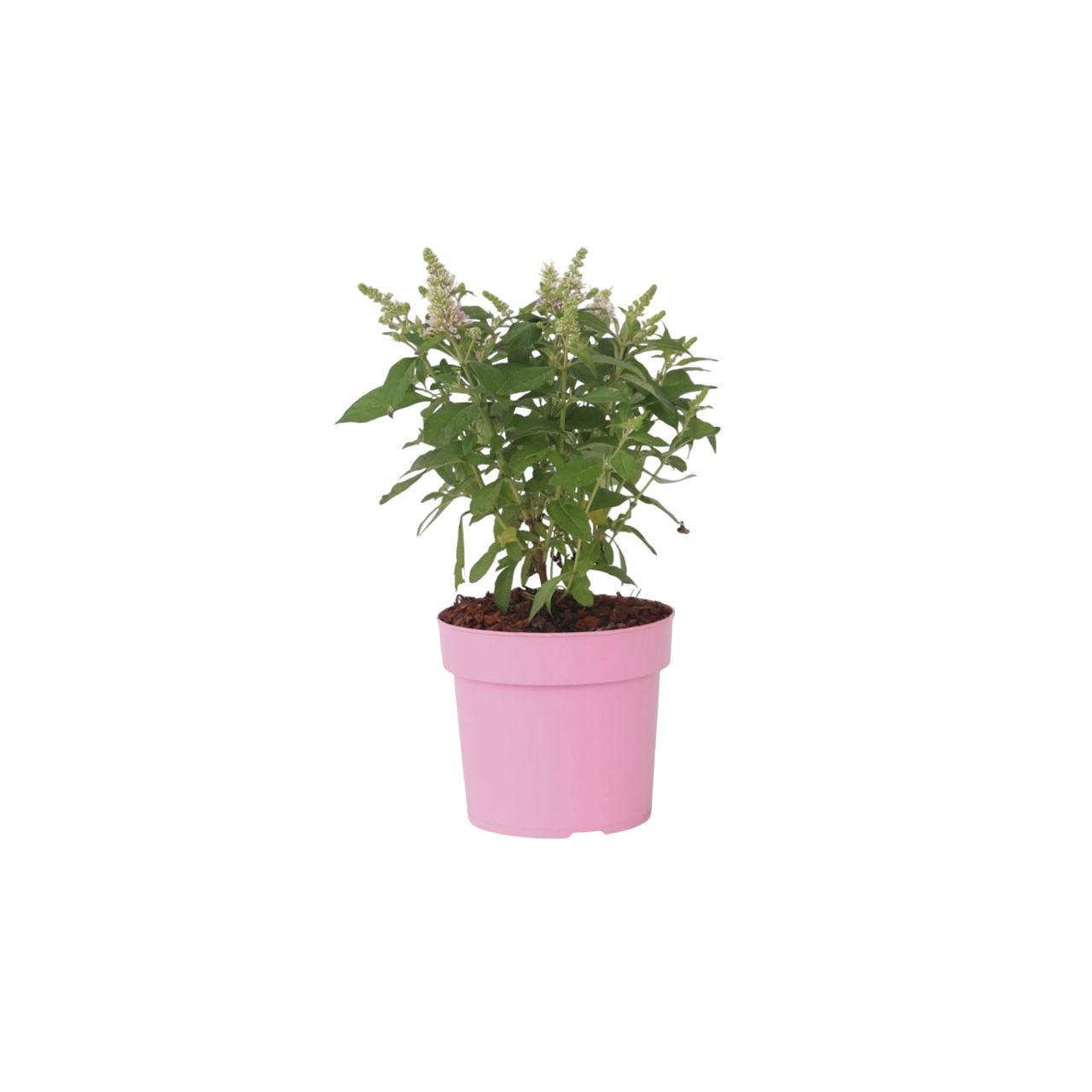 Arbre à papillons - Buddleja davidii 'Candy' - Hauteur 30-40cm - ⌀19cm - Image 1