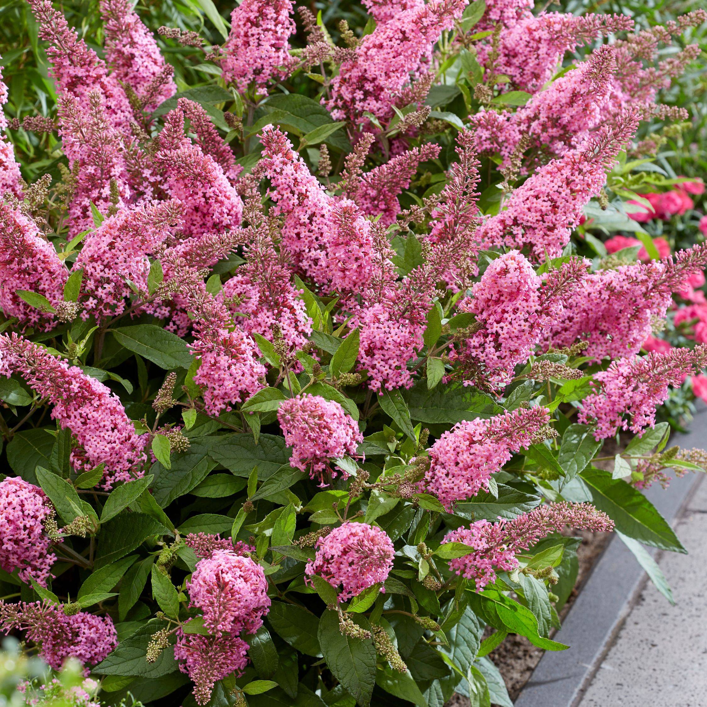 Arbre à papillons - Buddleja davidii 'Candy' - Hauteur 30-40cm - ⌀19cm - Image 4