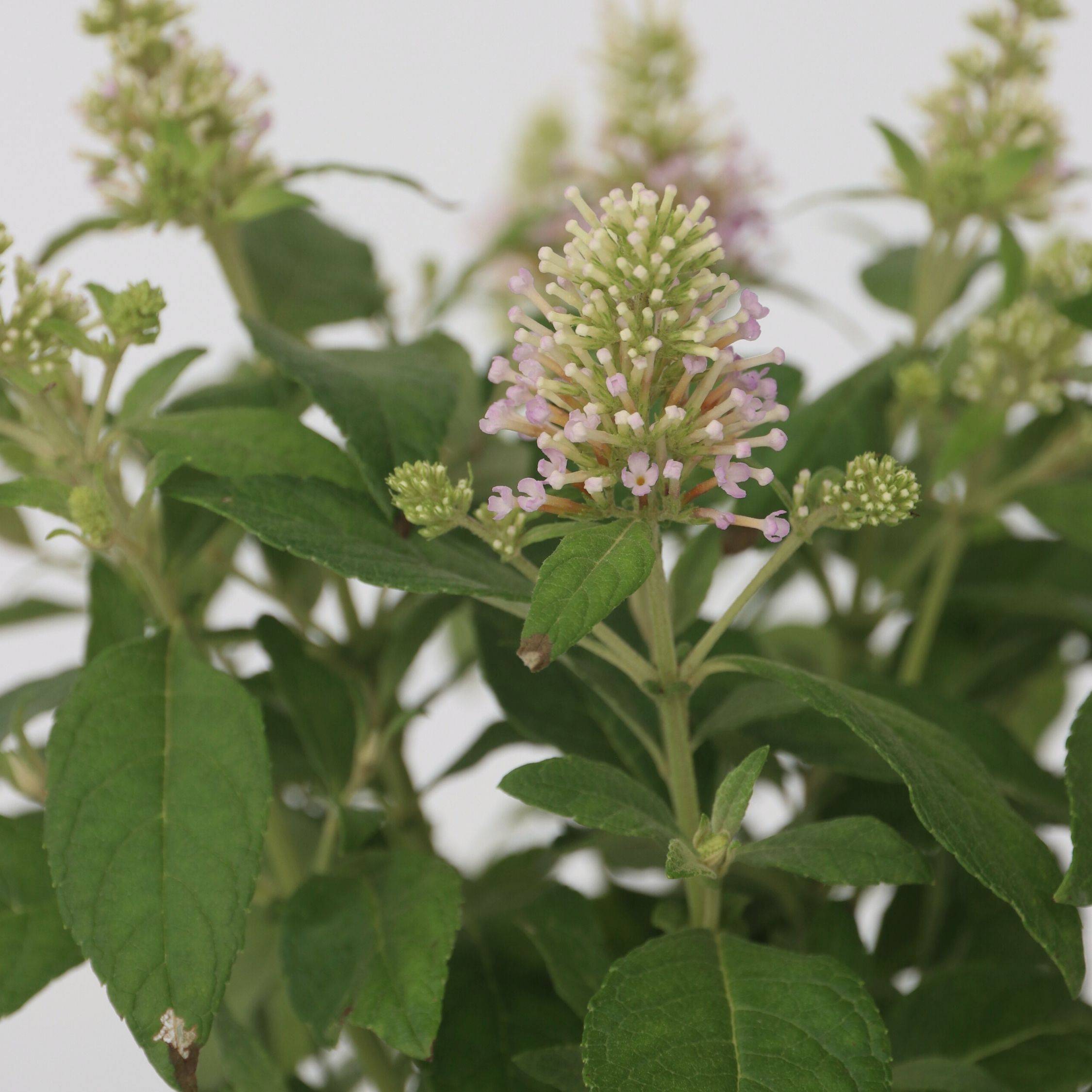 Arbre à papillons - Buddleja davidii 'Candy' - Hauteur 30-40cm - ⌀19cm - Image 3