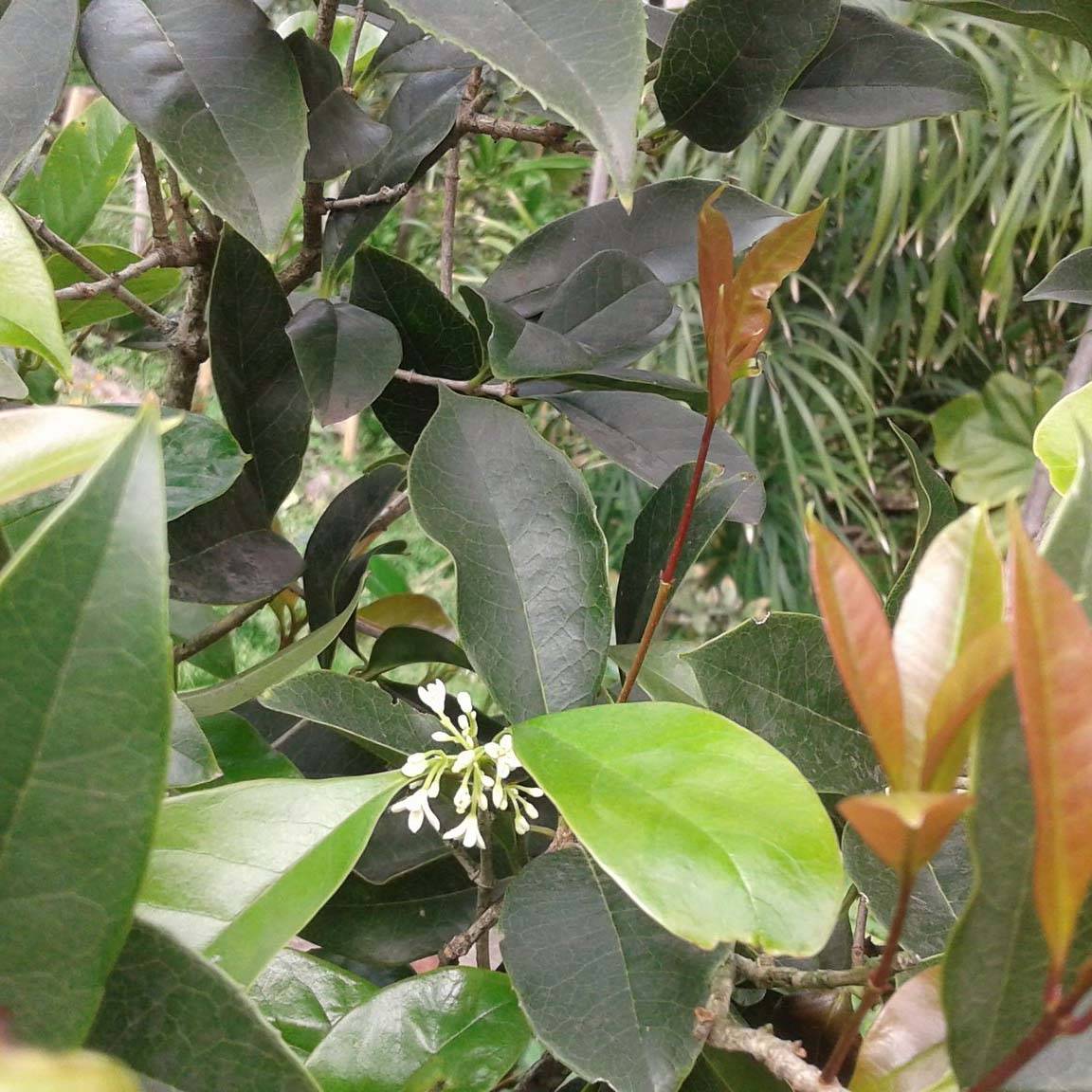 Osmanthus fragans - Osmanthe parfumé  Pot de 2L/3L