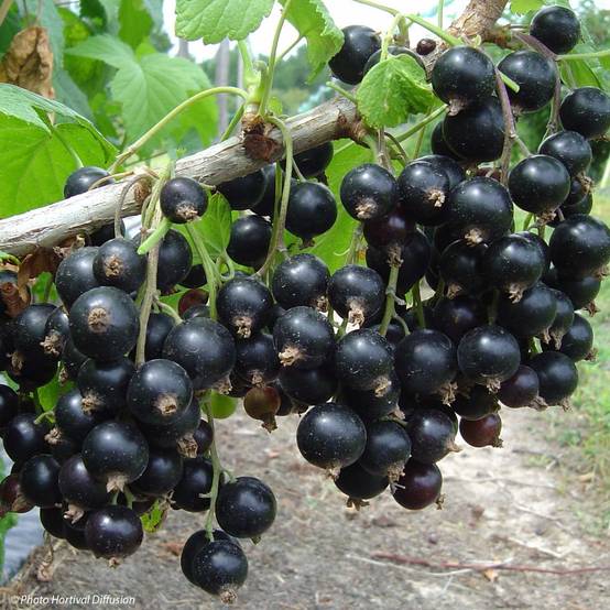 Promesse de Fleurs - Cassissier Neva Pot de 2L/3L, Buisson