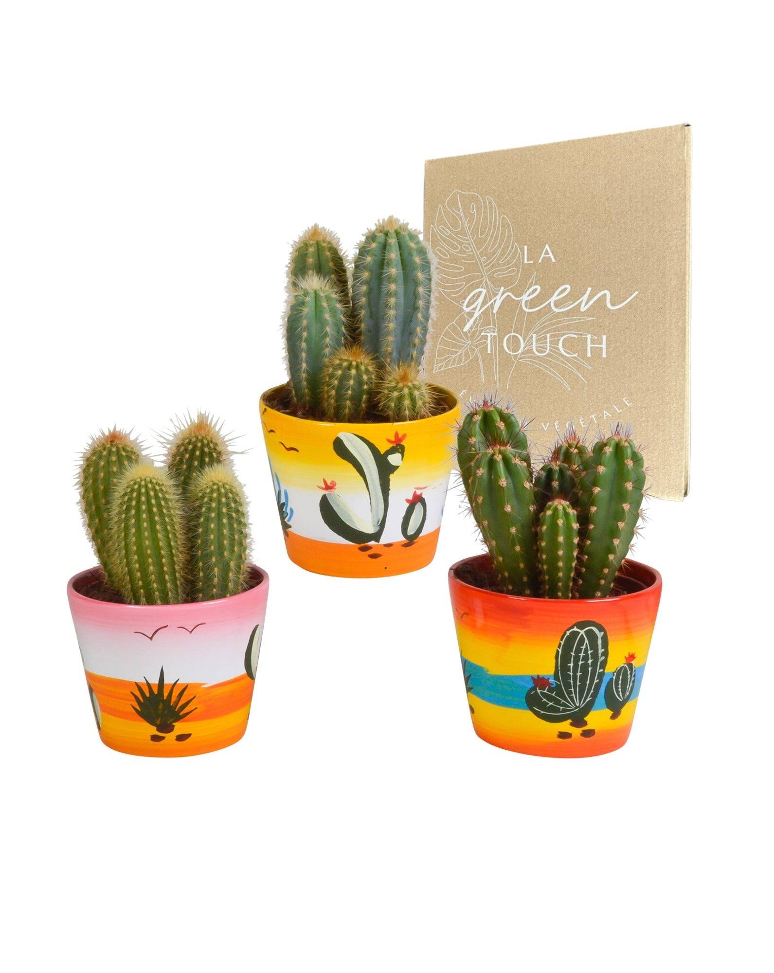 La Green Touch - Trio de Cactus et leurs caches-pots h23cm- La Green Touch - Image 1