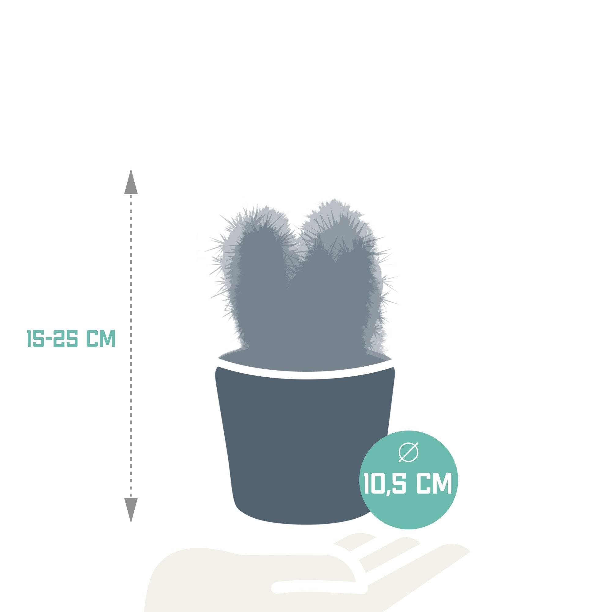 La Green Touch - Trio de Cactus et leurs caches-pots h23cm- La Green Touch - Image 6
