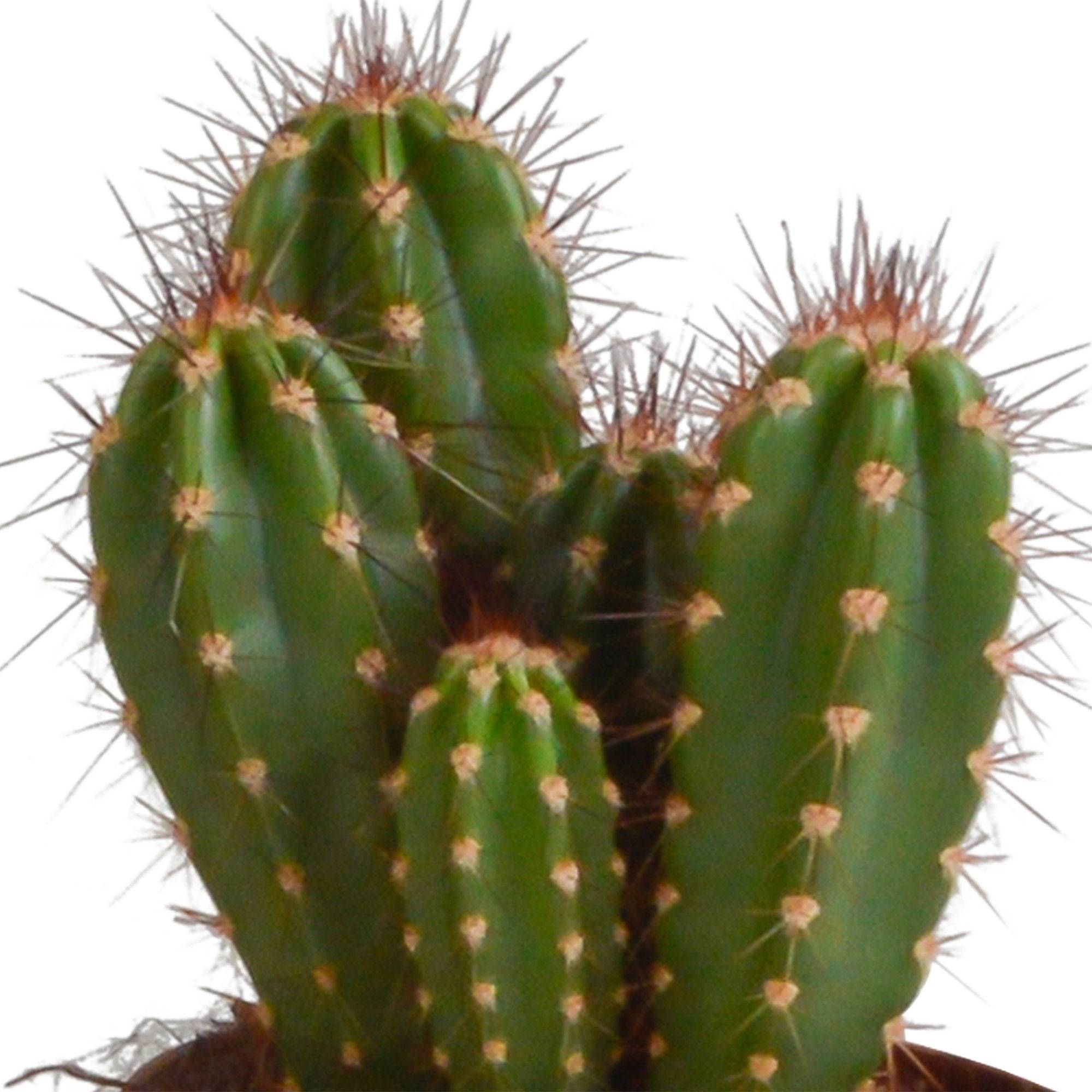 La Green Touch - Trio de Cactus et leurs caches-pots h23cm- La Green Touch - Image 4